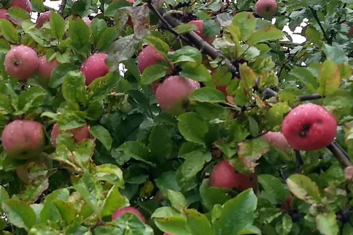 appels