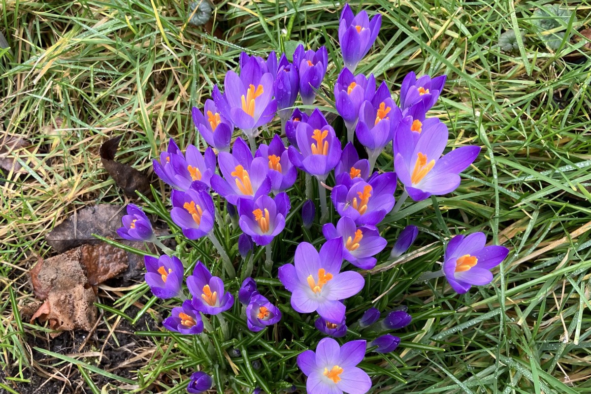 crocussen